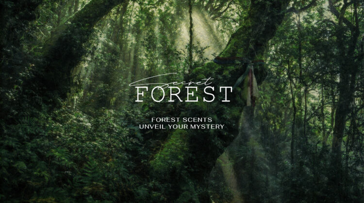 Forest Scents Unveil Your Mystery